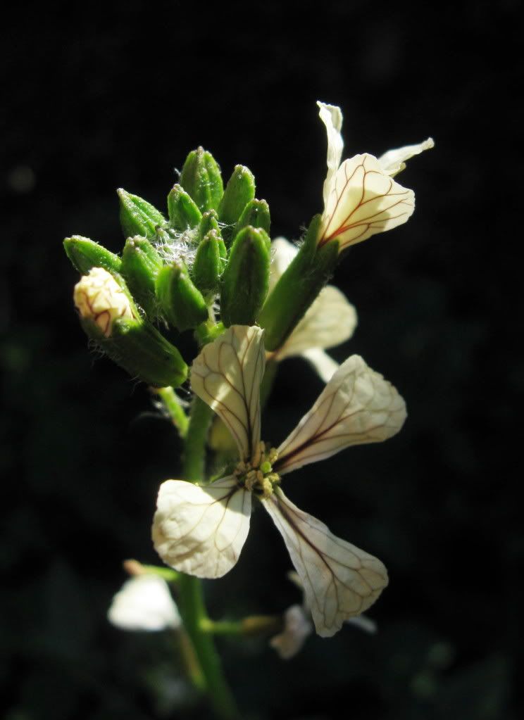 red-veined flower
