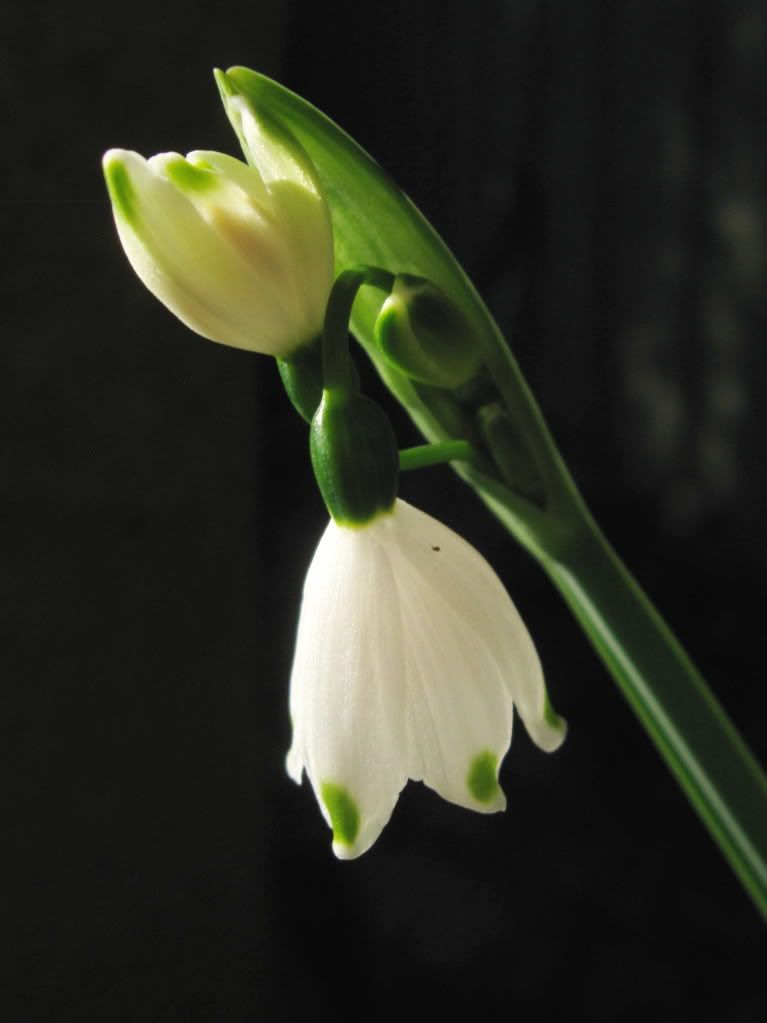 snowdrop and buds