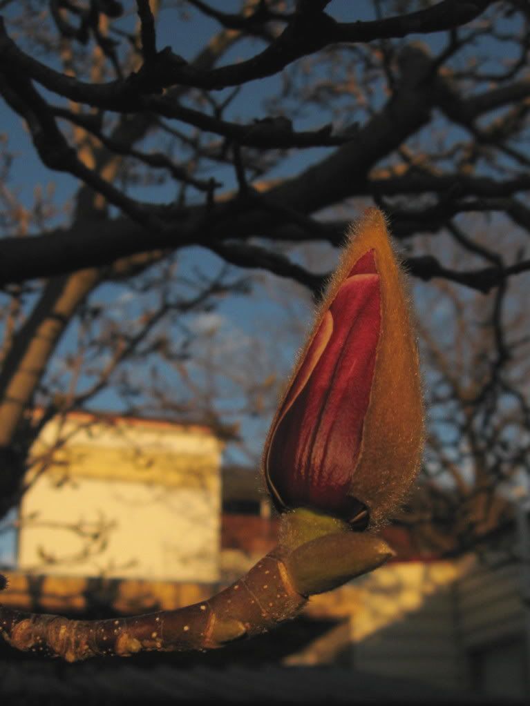 Magnolia peek