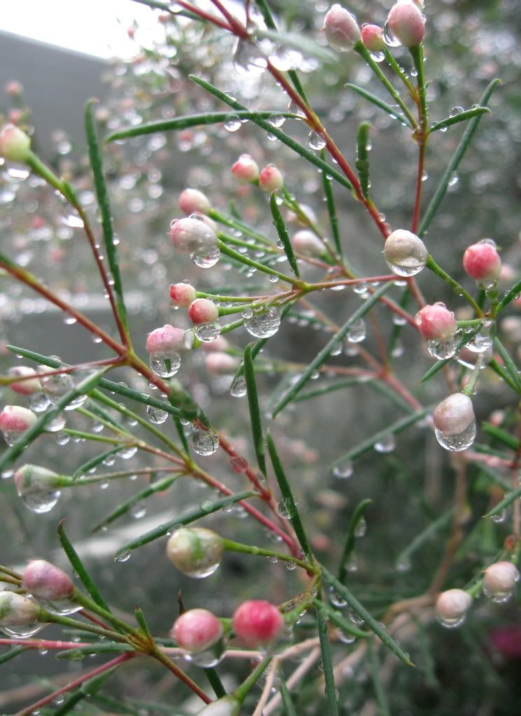 wet waxflower