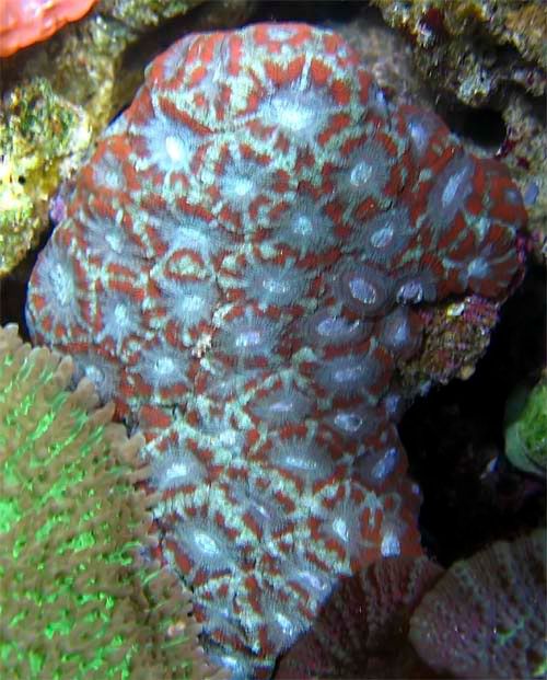 Acan-1copy.jpg