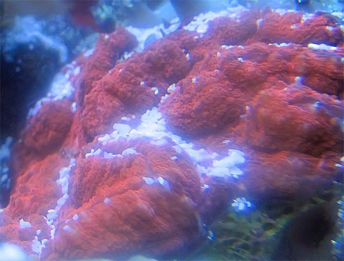 Coral1.jpg