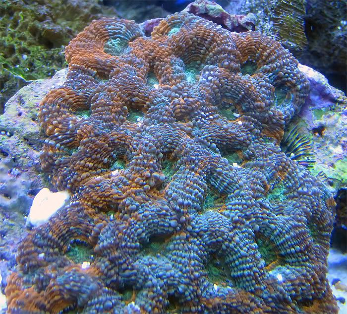 Coral3.jpg