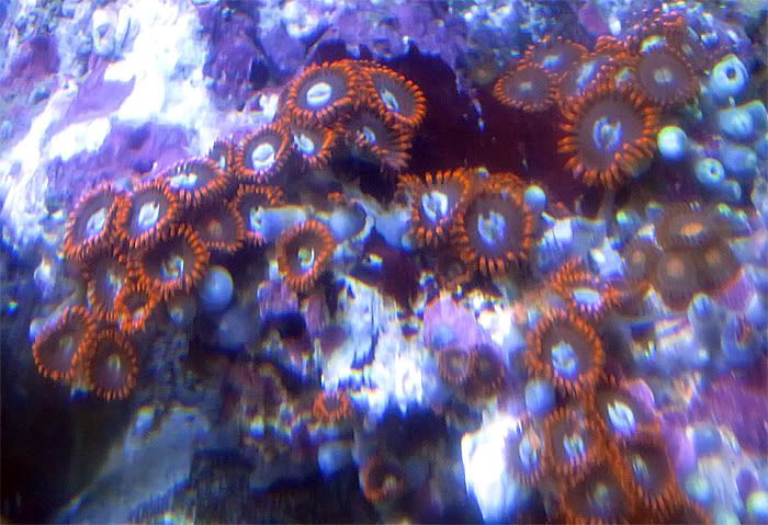 zoas.jpg