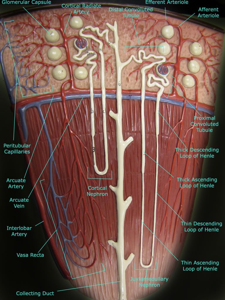 Lobe Of Kidney