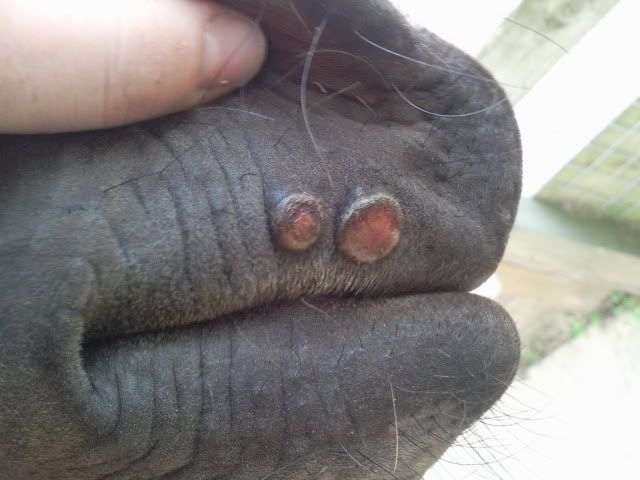 Equine+Mouth+Ulcers Horses Mouth Sores http://www.horseandhound.co.uk/forums/showthread ...