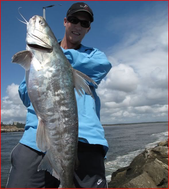 Is this the biggest catfish caught in QLD? Saltwater Australian