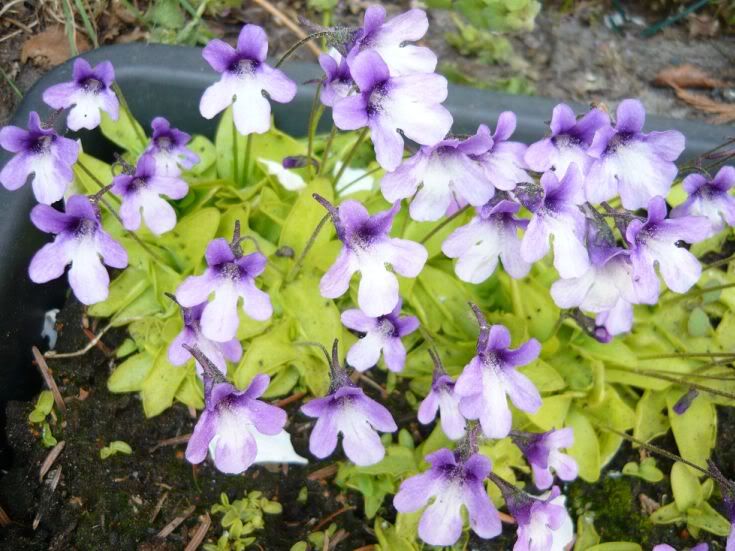 Pinguicula_macroceras_ssp_nortensis15.jp