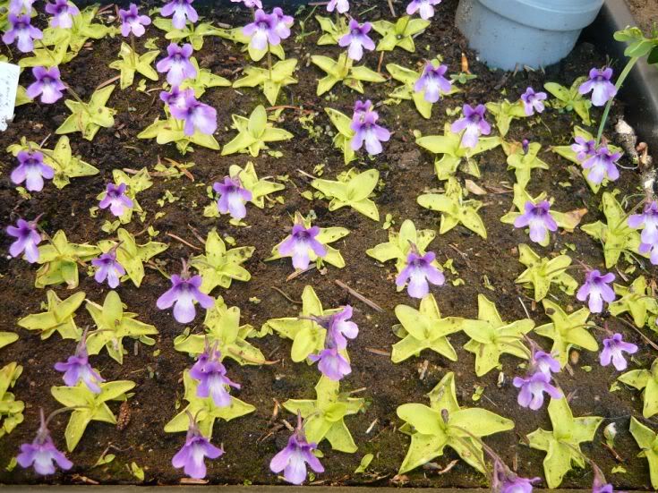 Pinguicula_macroceras_ssp_nortensis16.jp