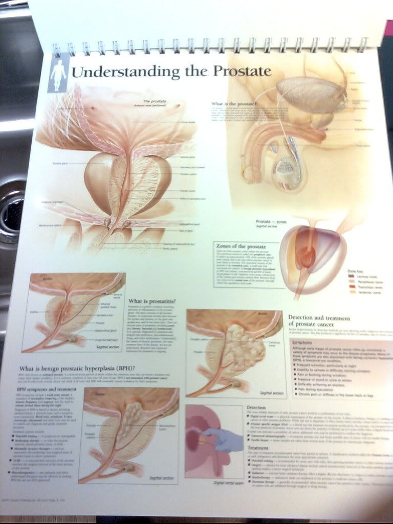 Understanding the Prostate Pictures, Images and Photos