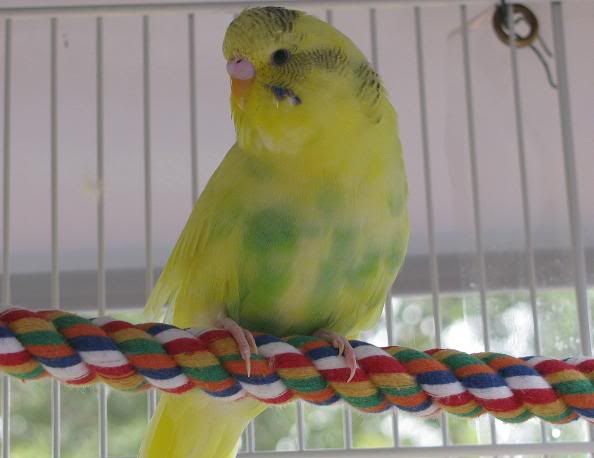 Budgie2.jpg